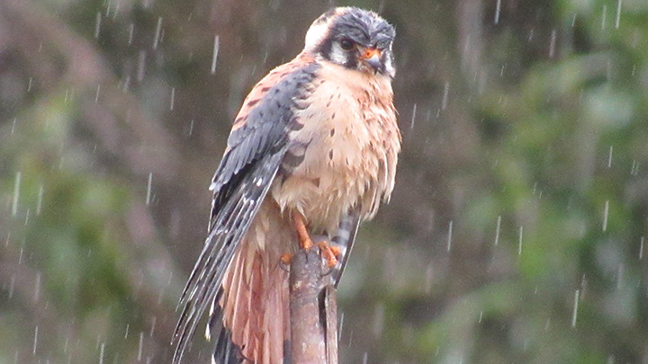 El cernícalo americano (Falco sparverius), es​​ también conocido como halconcito colorado.