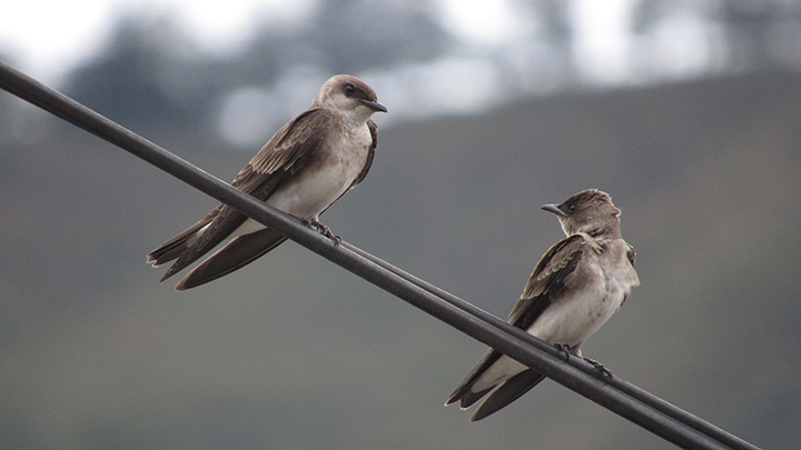 La golondrina parda (Progne tapera), se asocia para volar con otras especies de golondrinas.