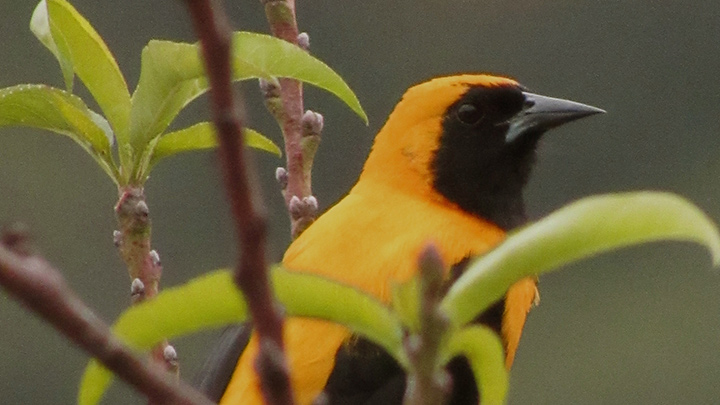 El turpial toche (Icterus chrysater) es una especie de ave paseriforme de la familia Icteridae.