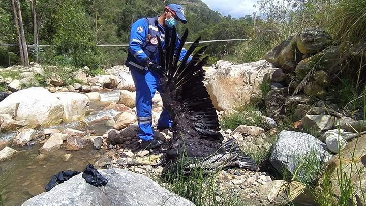 Forenses veterinarios tomaron muestras para los análisis.