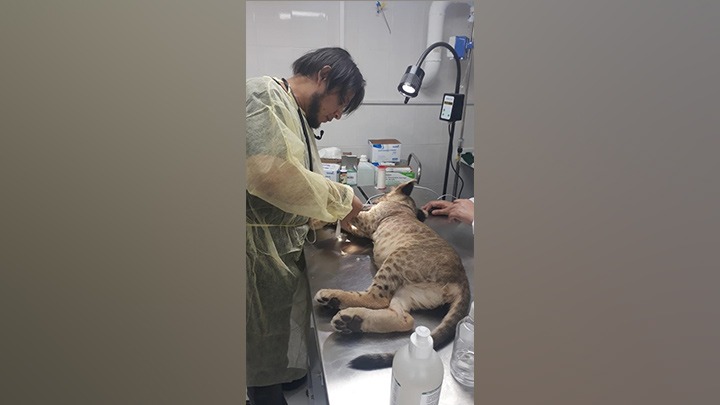 El veterinario toledano, Emyr Alexis Chaparro Gereda, atiende animales salvajes. Fotos: Cortesía/La Opinión.