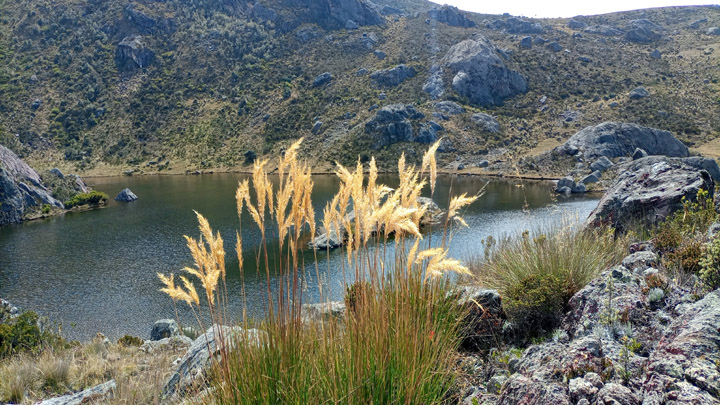 Vegetación de alta montaña.