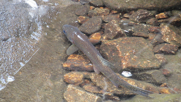 Trucha nativa del páramo de Santurbán.