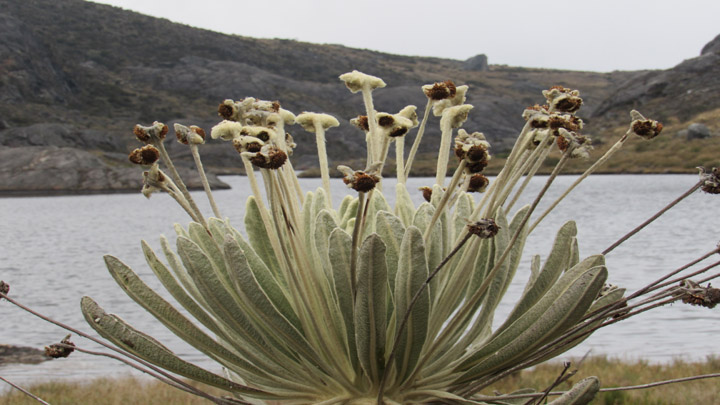 Los frailejones adornan los espejos de agua.