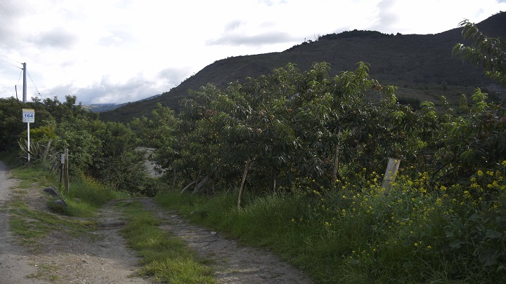 Las personas podrán muy pronto vivir una "experiencia duraznera". / Foto: Pablo Castillo / La Opinión 