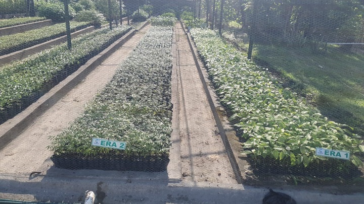 Hay 175.000 plántulas por cosecha. / Foto: Cortesía / La Opinión 