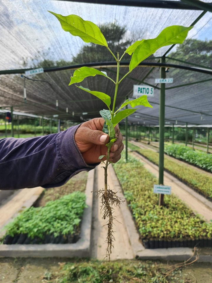Son plántulas en óptimas condiciones. / Foto: Cortesía / La Opinión 