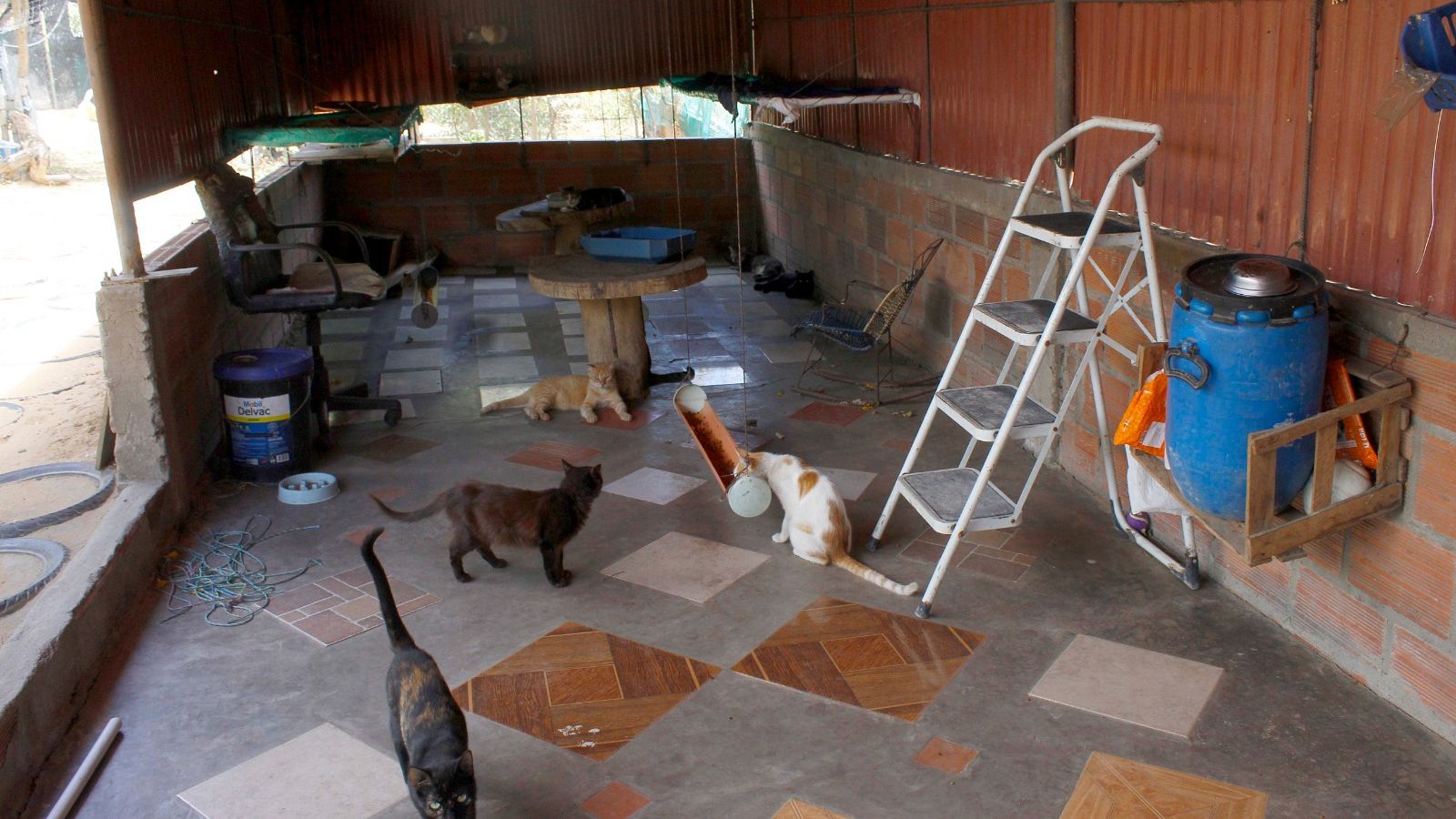 Refugio-gatos