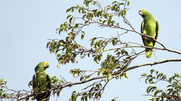 Amazona ochrocephala.