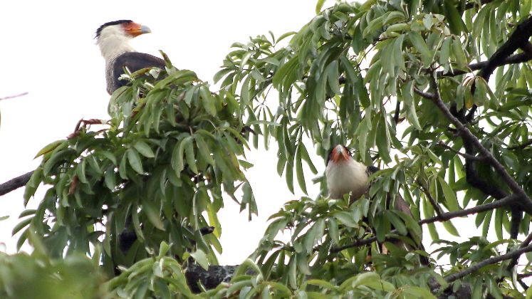 Caracara Crestado