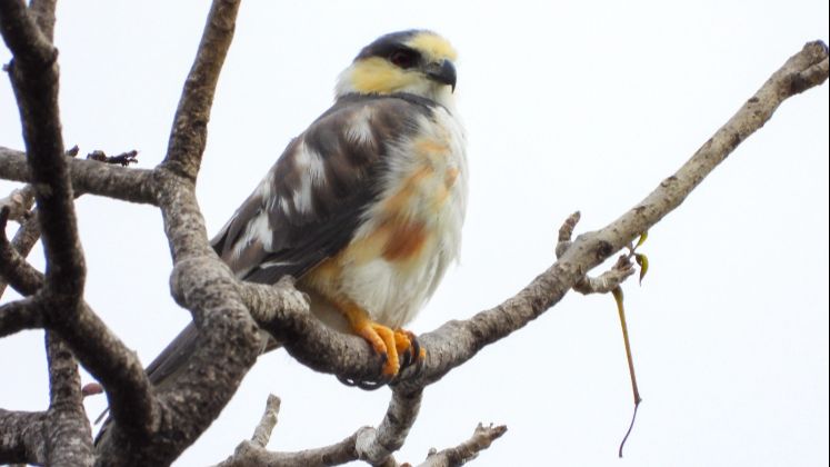 Elanio Perla (Gampsonyx swainsonii)- Fotografía Edward Picón.