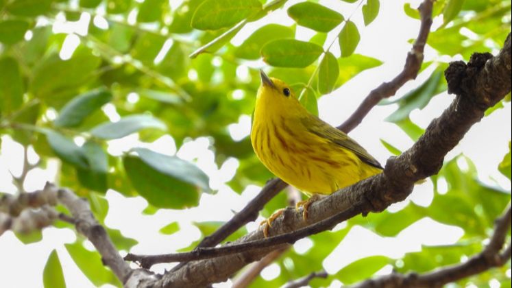 Reinita Amarilla (Setophaga petechia) - Fotografía Edward Picón.