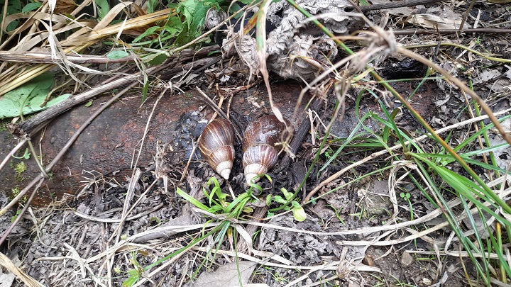 Plaga de caracoles africanos en Umuquena. 