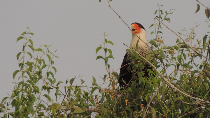 Caracara cheriway