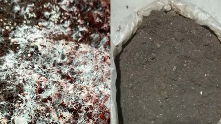 Se aplica una cobertura de tierra. 