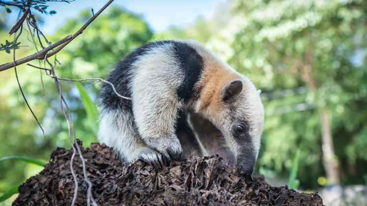 Oso hormiguero