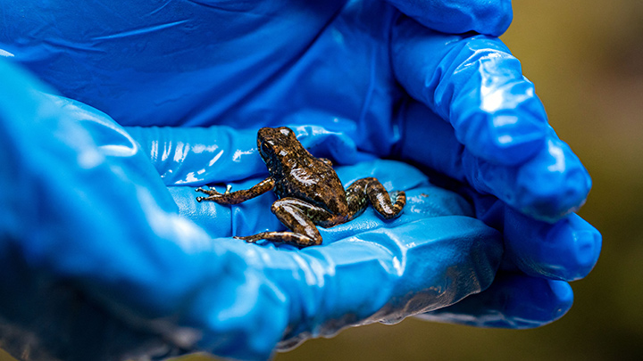 Ranas en Ecuador
