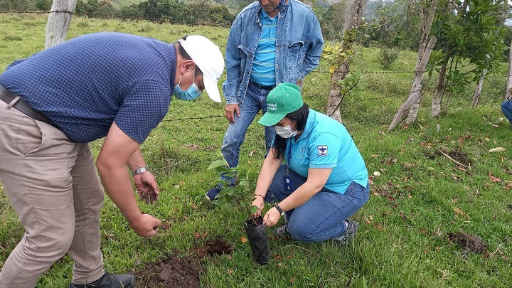 Masiva siembra de árboles en Norte de Santander./Foto: cortesía