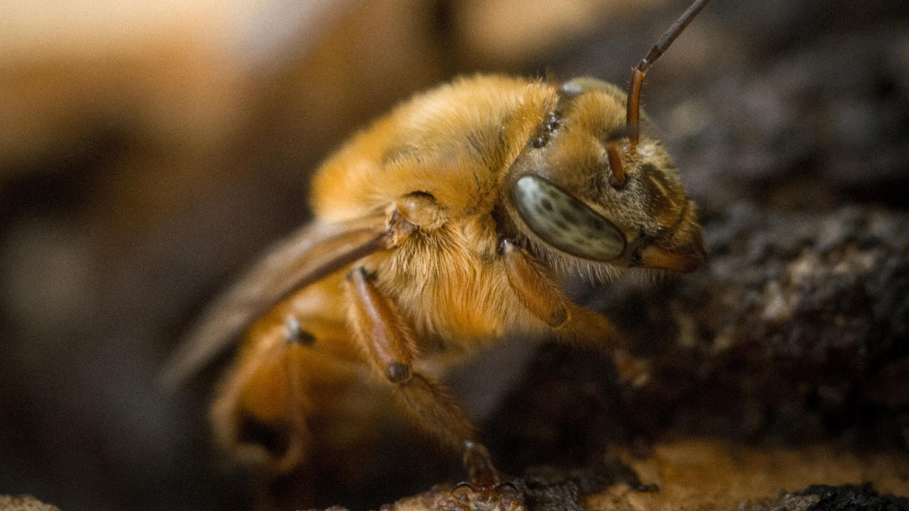Investigación sobre las abejas./AFP 