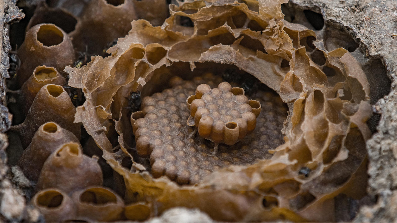 Abejas en Brasil./AFP 