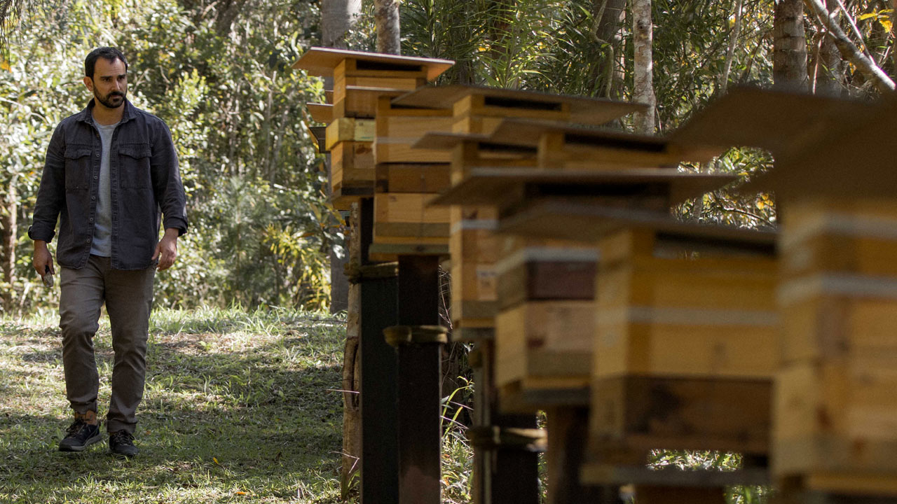 Abejas en Brasil./AFP 