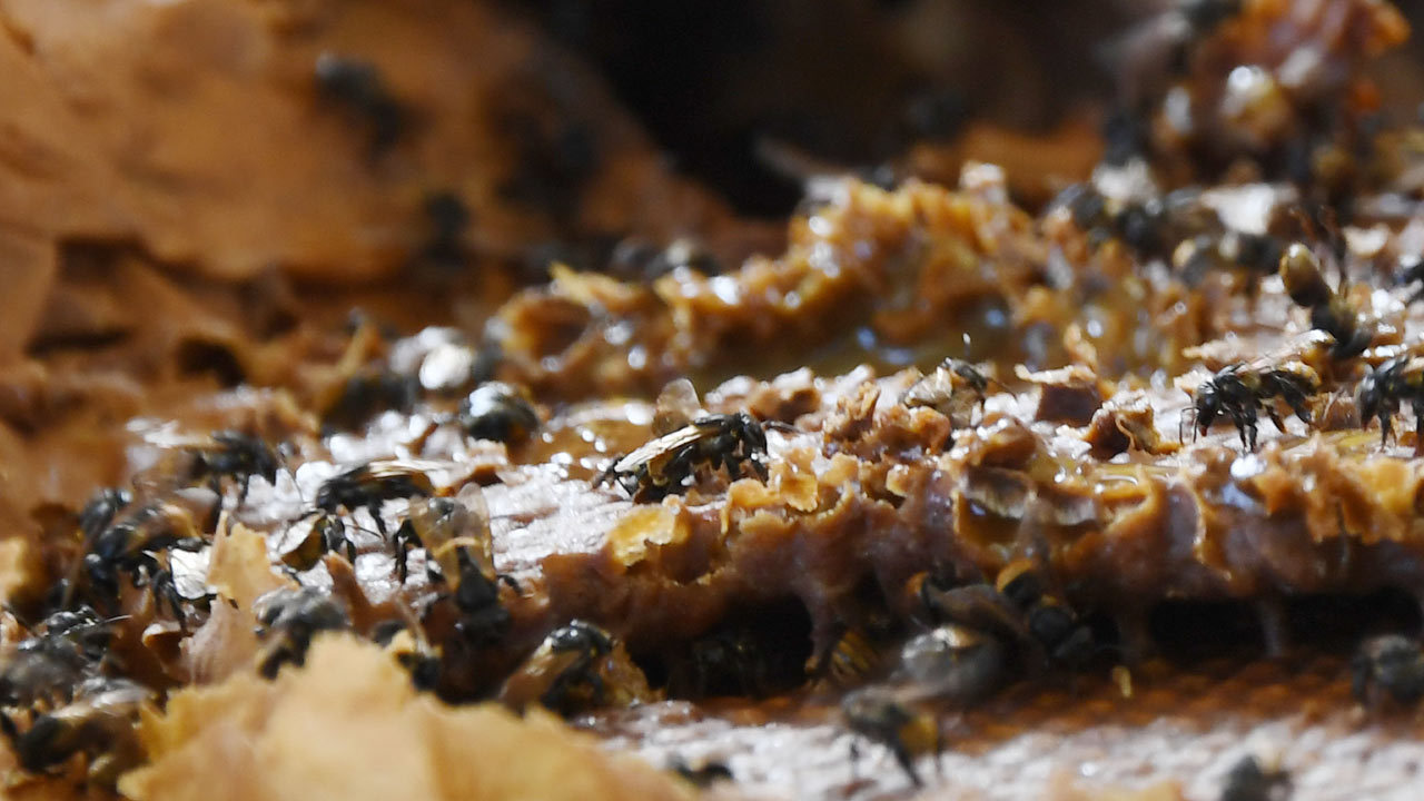 Abejas en Brasil. /AFP. 