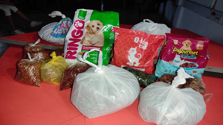 A caminar por los perros y gatos sin hogar./Foto: cortesía