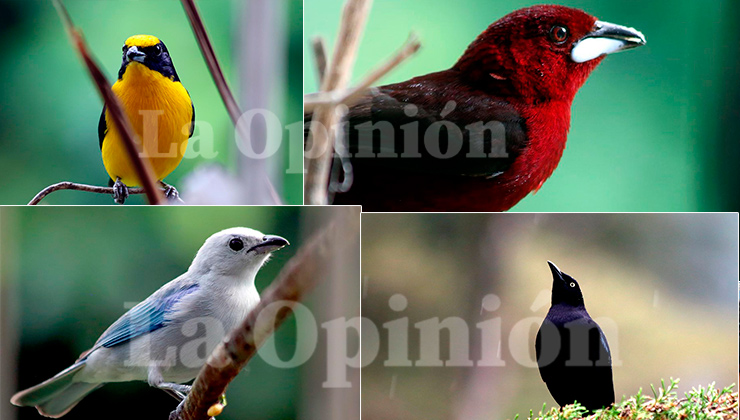 Norte de Santander tiene una riqueza en aves. / Foto: Carlos Ramírez-La Opinión