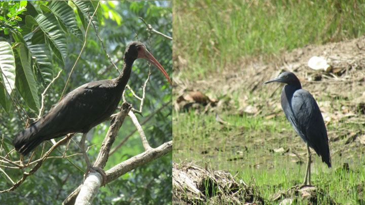 Avistamiento de aves./Cortesía