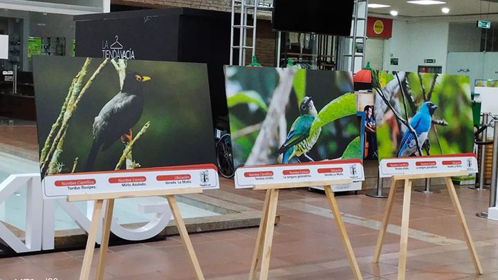 Estudiantes exponen fotos de aves de bosques en Los Patios./Foto: cortesía