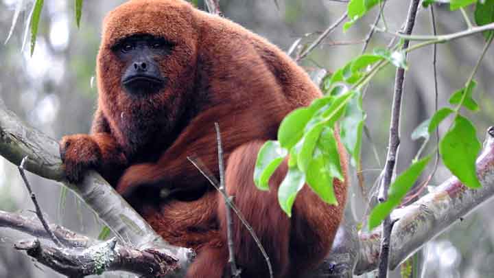 El mono aullador marrón. 