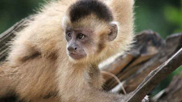 El primate titi de Alta Floresta entró en la lista este año.  