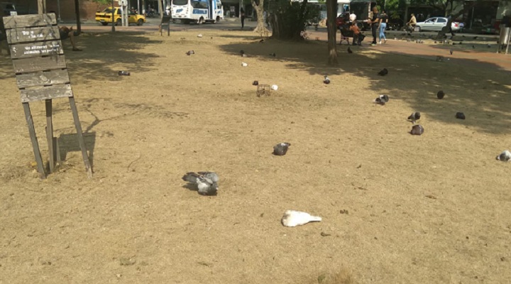 El prado del parque se secó por la falta de riego.