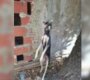 Perro-Doña Nidia