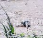 MUERTO RÍO PAMPLONITA 