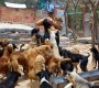 Refugio-Animal