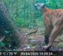 Registros de puma concolor, uno de los grandes felinos que habitan en el Bosque Seco Tropical Pozo Azul, constituyéndose en un indicador del buen estado de conservación de la zona./Foto cortesía Corponor