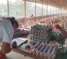 Producción avícola. / Foto Archivo