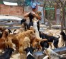Refugio-Animal