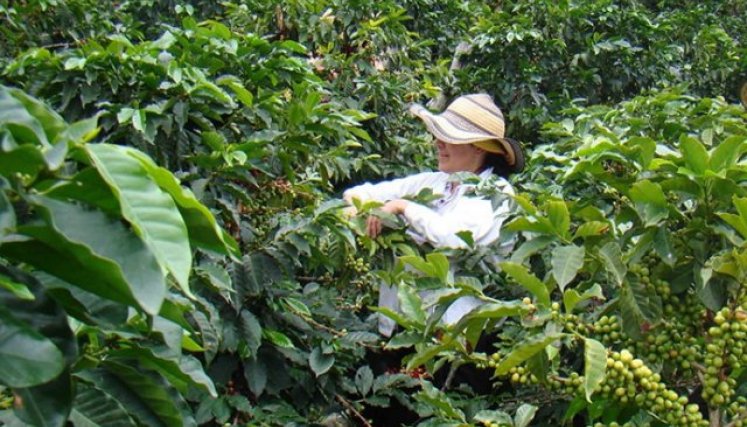 Los medianos y pequeños productores demandaron $1,2 billones de los recursos. (Foto: Archivo La Opinión)