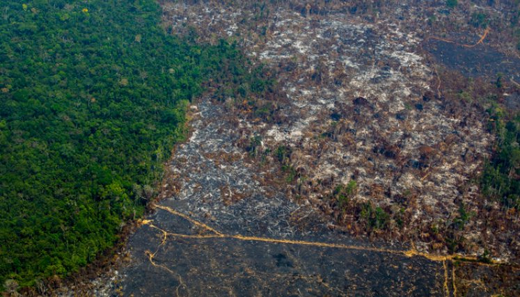 La deforestación provocón la pérdida de una superficie equivalente al tamaño de Paraguay. / Foto: AFP