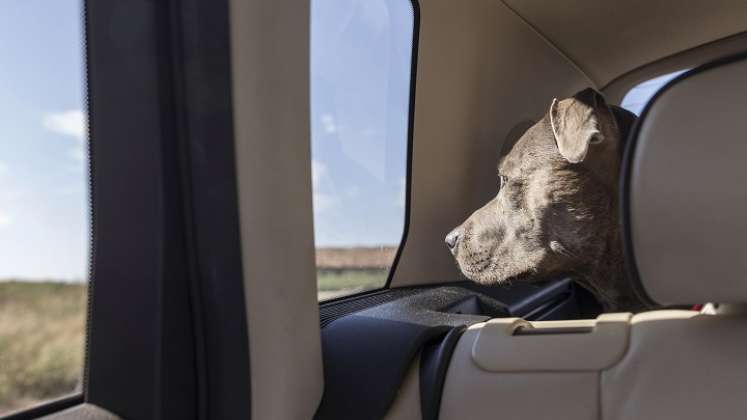 Las mascotas deben viajar seguras. / Foto: Cortesía