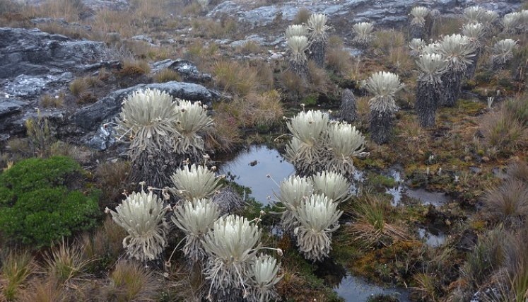 Uno de los 37 ecosistemas de páramo en el país que se ha visto amenazado por la minería es Santurbán, ubicado entre Santander y Norte de Santander. / Foto: archivo-La Opinión