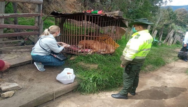 Así son algunas de las condiciones lamentables de maltrato animal que se vive en Pamplona. /Foto: Cortesía/La Opinión. 
