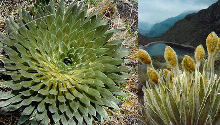 Vegetación de alta montaña andina.