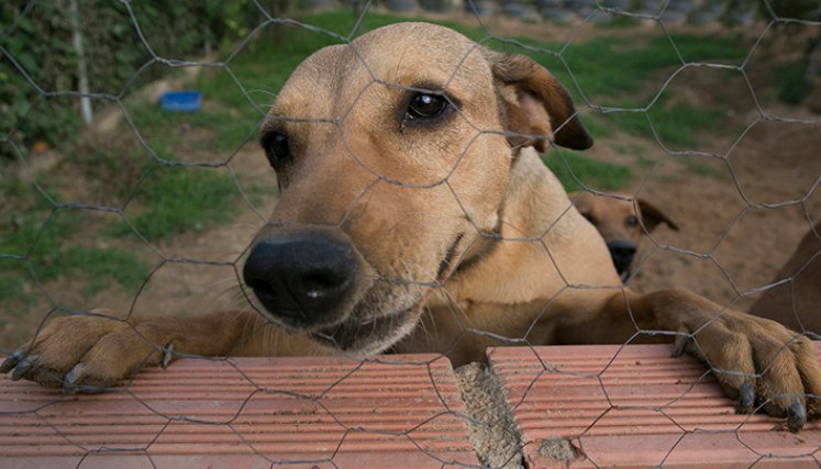 Hay unos 150 refugios de perros y gatos abandonados existentes en el área metropolitana de Cúcuta/ Foto: Juan Pablo Cohen