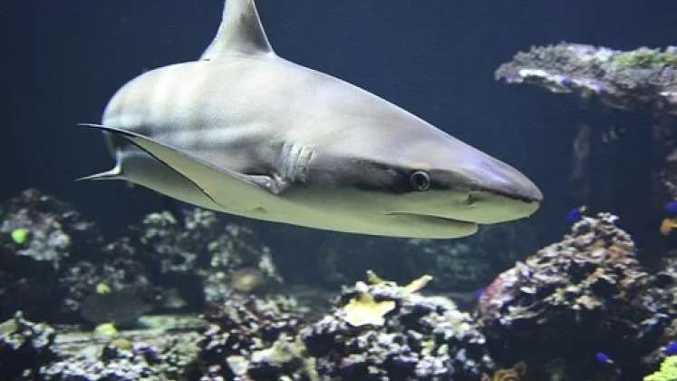 Los tiburones se guían por campos magnéticos. / Foto: Cortesía