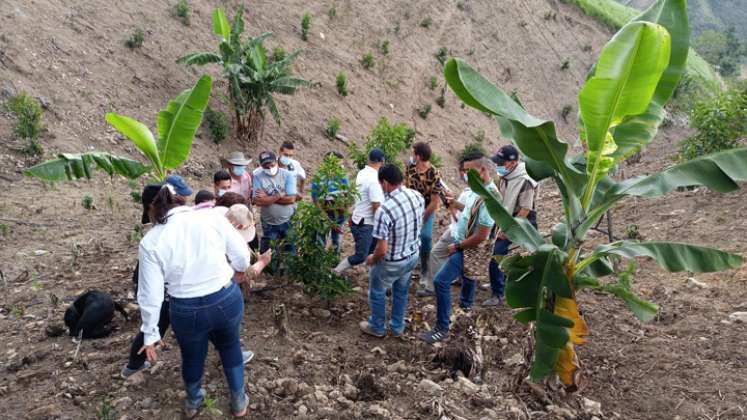 Se creará un plan de acción para que puedan contar con lo necesario para abrir nuevos mercados. A los 19 beneficiarios de restitución de tierras se les han entregado 408 plántulas de aguacate tipo Hass. / Foto: Cortesía