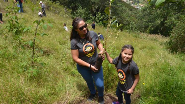 A la fecha se han plantado 1.783 árboles en los bosques alto andinos de Santurbán, contribuyendo de esta manera con la regulación hídrica de 17.000 Mt3 de agua. Las especies que se plantan en esos lugares son aliso, gaque o tampaco, arrayán, carbón, laurel, sauco, tilo, tibar, sauce, roble, pino colombiano. / Foto: Cortesía