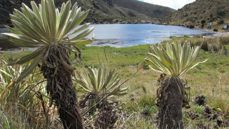 Las comunidades paramunas anunciaron que estudian la posibilidad de presentar demandas ante organismos de justicia ambiental internacional en contra del Gobierno, debido a que no se ha podido reiniciar el proceso de delimitación del páramo ni se han reiniciado nuevas mesas de concertación. / Foto: Colprensa